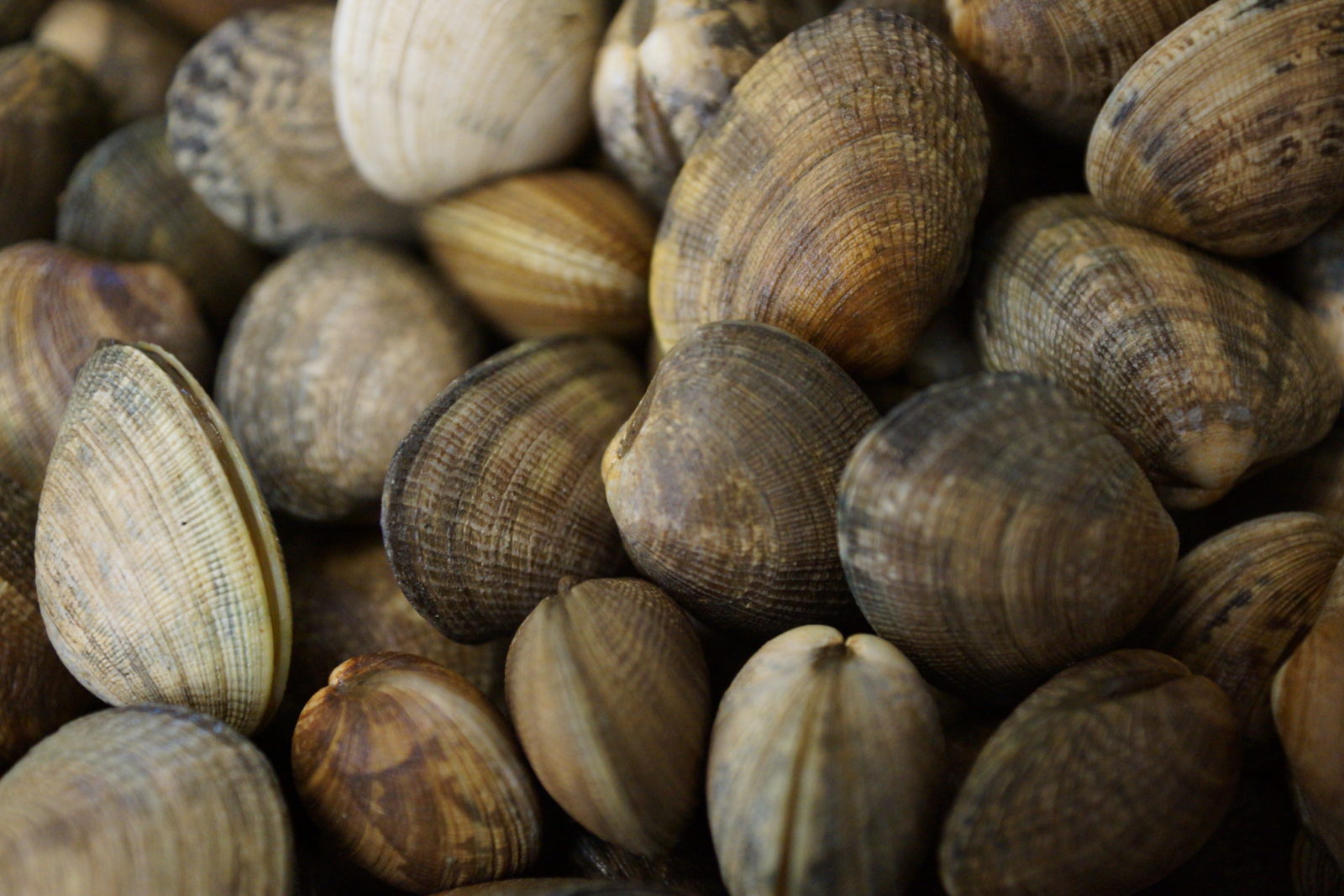 shellfish
